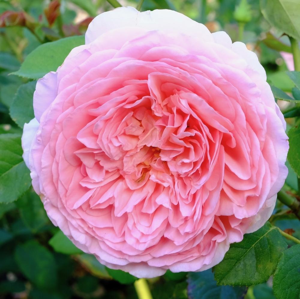 Роза парковая Юстасия Вэй